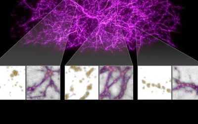 Slime Mold can map Universe, Variable Star pulsates on only one side, and Binary System of Two Brown Dwarfs found