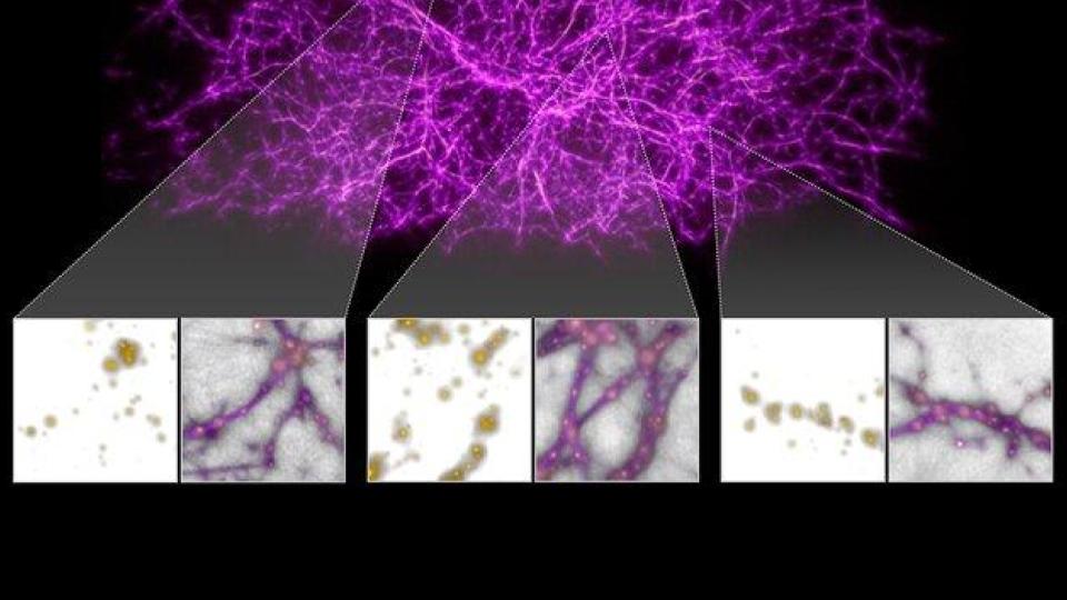 Slime Mold can map the known Universe