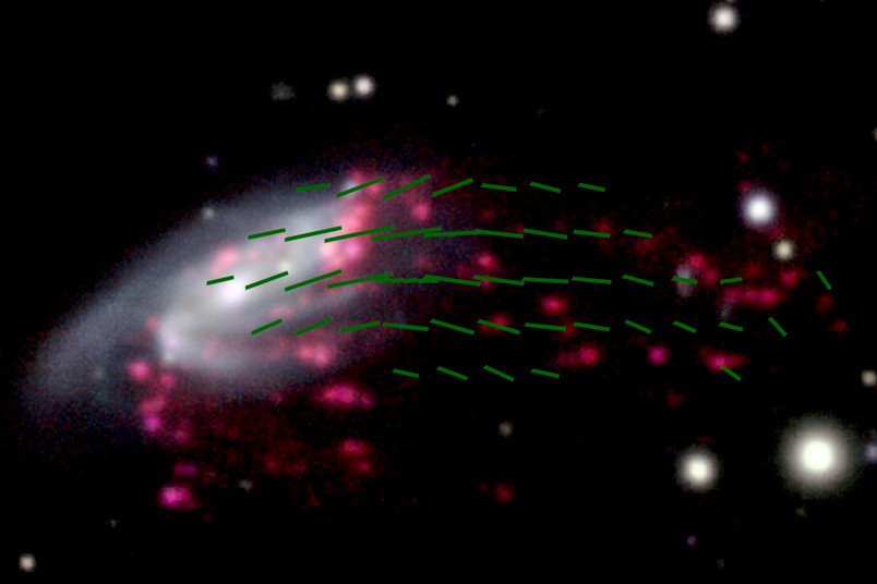 The Magnetic Fields of a Jellyfish Galaxy