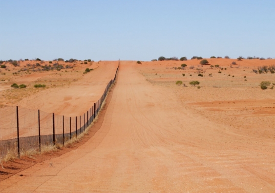 Dingo Removal Leads to a Trophic Cascade of Ecosystem Issues