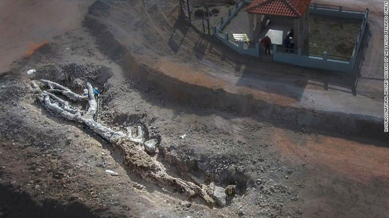 Petrified Tree Found on Greek Island, Complete with Roots and Branches