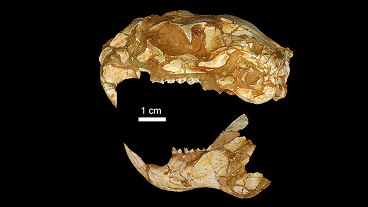 Garbage Dump Reveals Fossils While Making Room For Trash