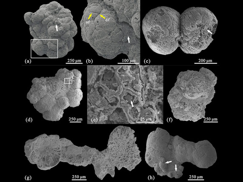 Early Cambrian Formation Hides Multicellular Algae Fossils