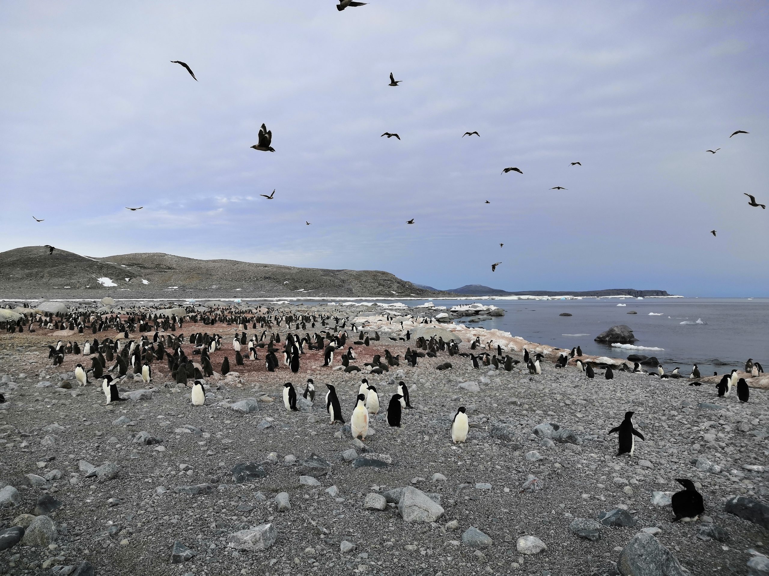 Penguin Poo Reveals Past Populations