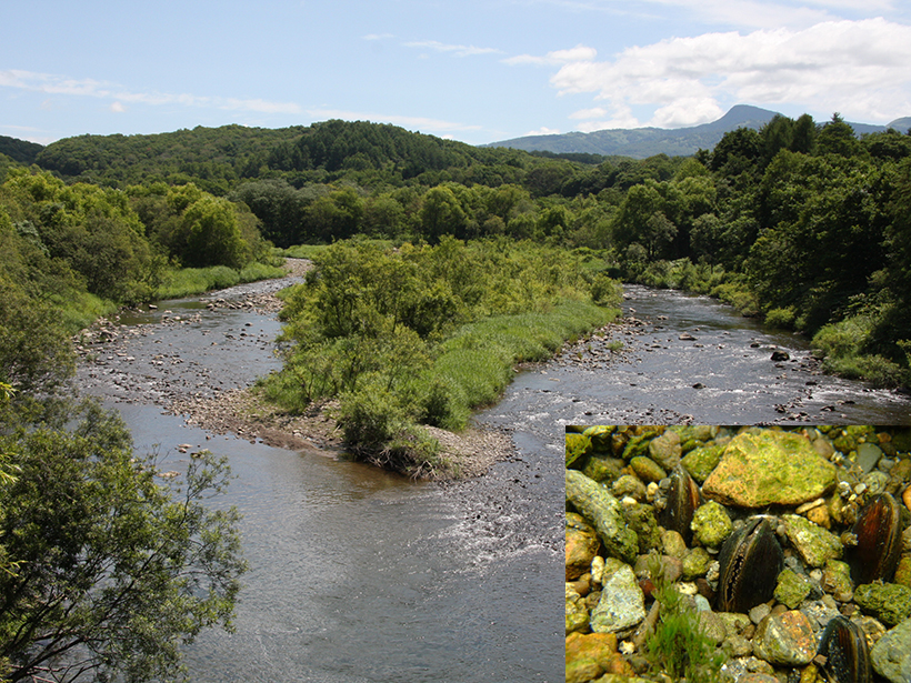 Mussels Measure Alpine Snowpack