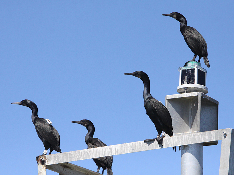 Cormorants Collect Coastal Ocean Data