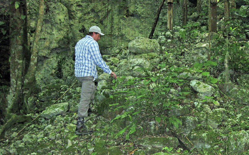 Sacred Cacao Grown in Sinkholes