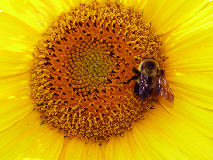 Sunflowers Help “Insect Apocalypse”