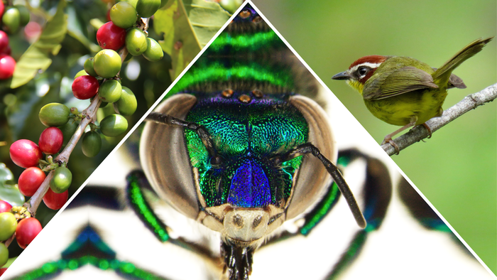 Coffee Improved by Insects and Birds