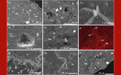 Ryugu Sample Supports Invading Life